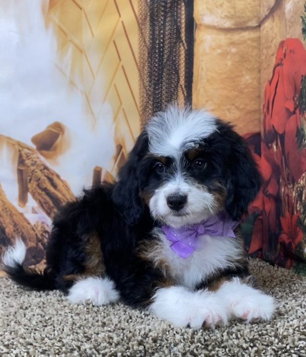 Ms. Sofia the Mini-Bernedoodle - Image 4