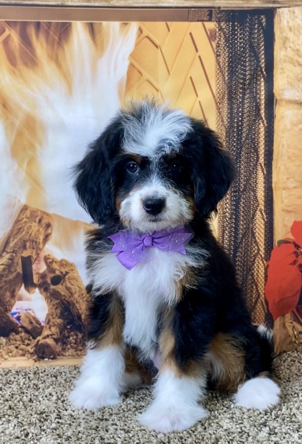 Ms. Sofia the Mini-Bernedoodle