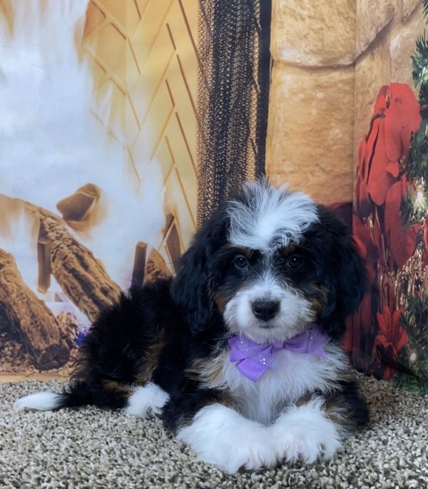 Ms. Sofia the Mini-Bernedoodle - Image 5