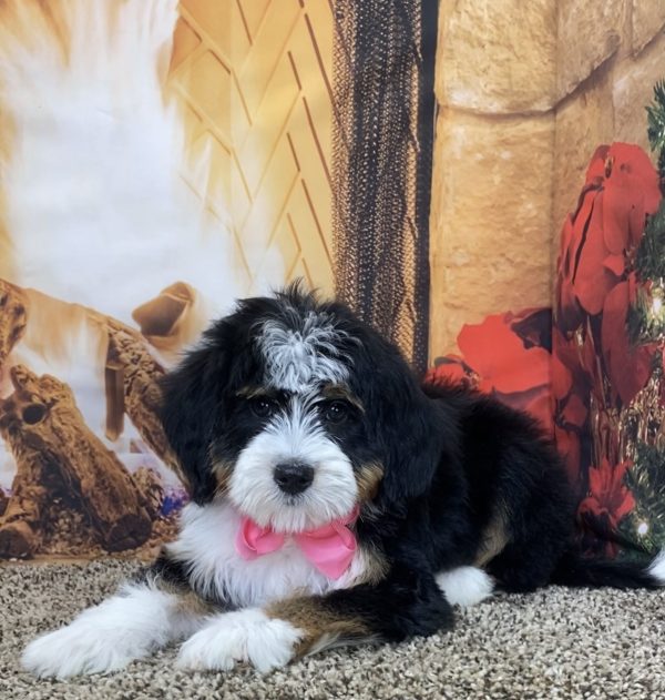 Ms. Sweetie the Mini-Bernedoodle - Image 2