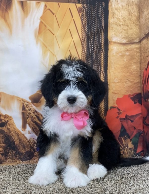 Ms. Sweetie the Mini-Bernedoodle