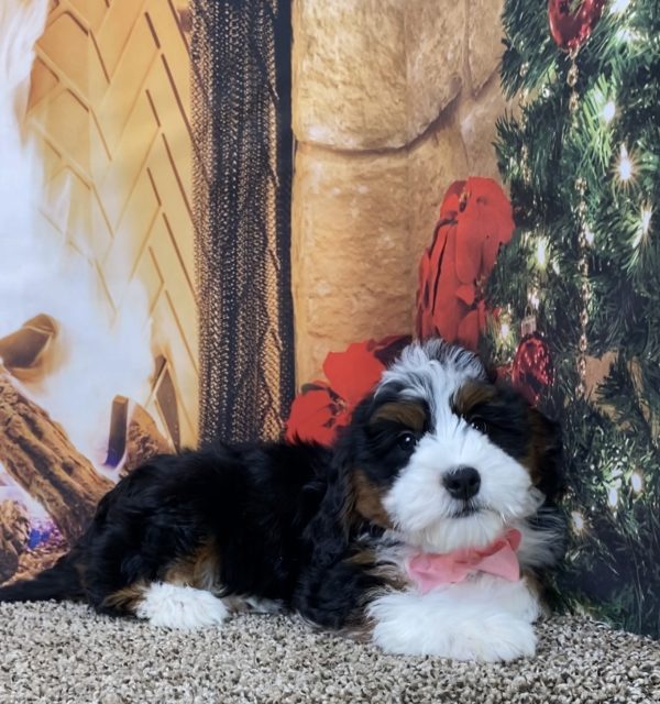 Ms. Oprah the Mini-Bernedoodle - Image 2