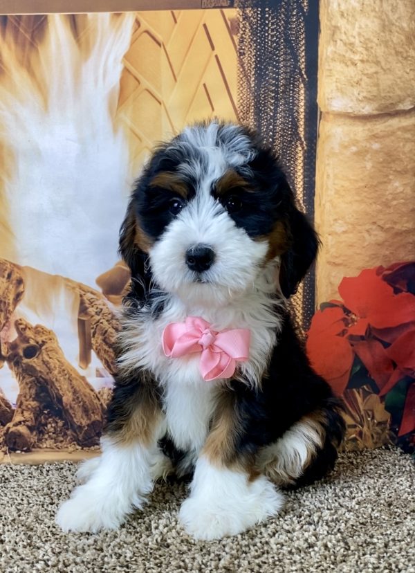 Ms. Oprah the Mini-Bernedoodle