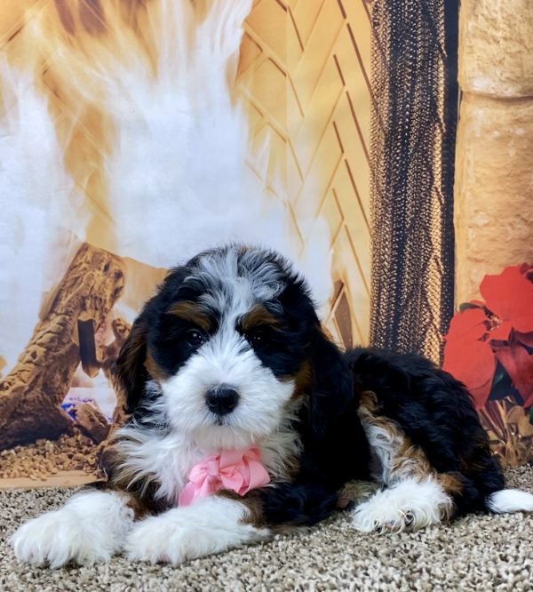 Ms. Oprah the Mini-Bernedoodle - Image 4