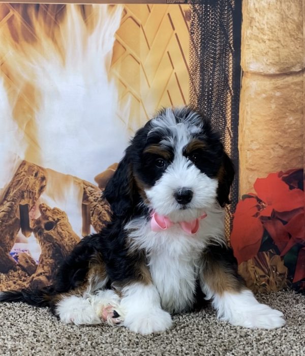 Ms. Oprah the Mini-Bernedoodle - Image 5