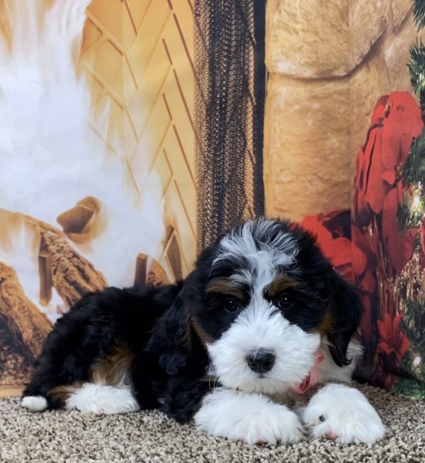 Ms. Oprah the Mini-Bernedoodle - Image 6