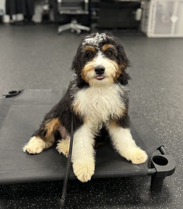 Mr. Westy the Mini-Bernedoodle (House Trained - 7 Months Old)