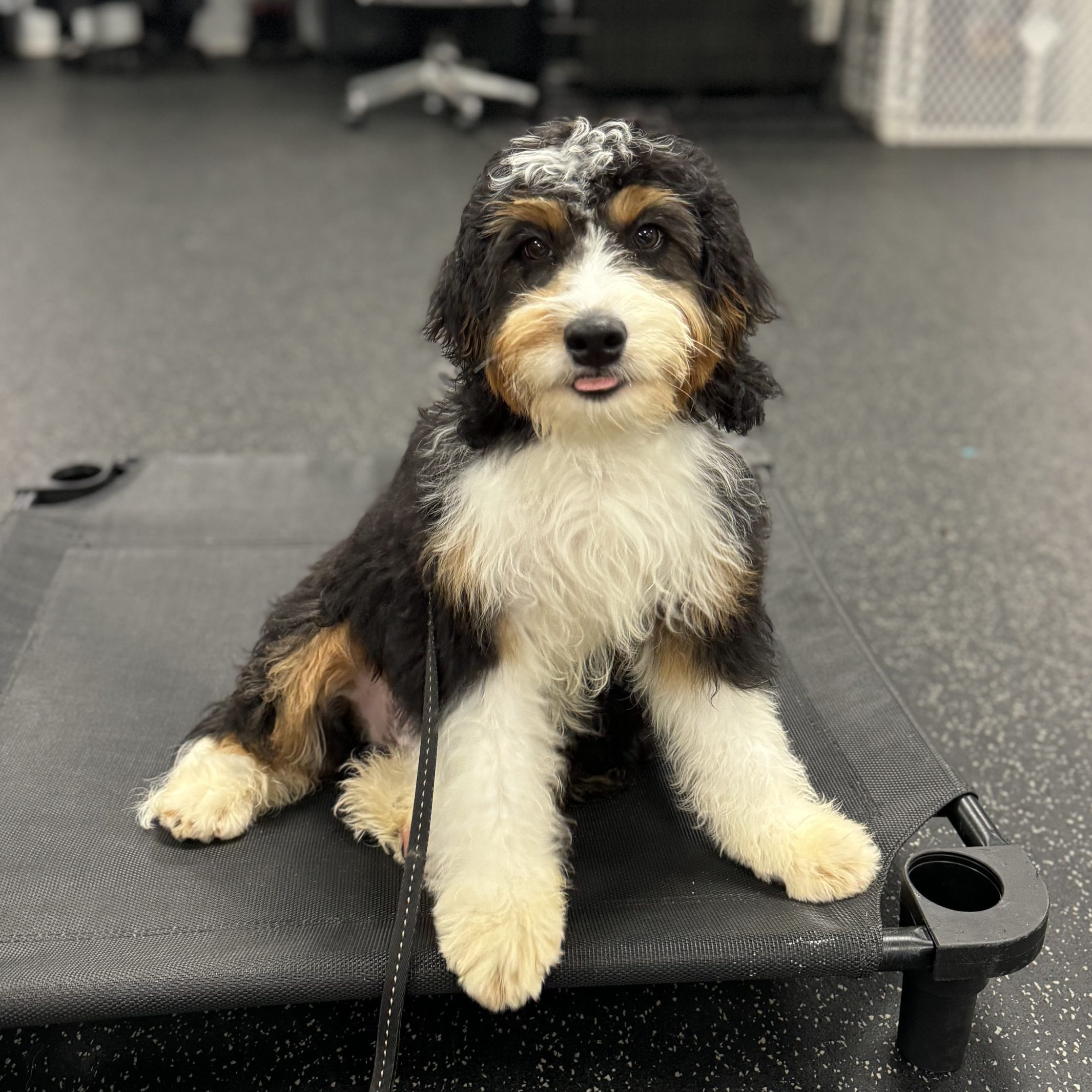 Sable Bernedoodle Sable Merle Bernedoodle Full Grown Merle - Main Image