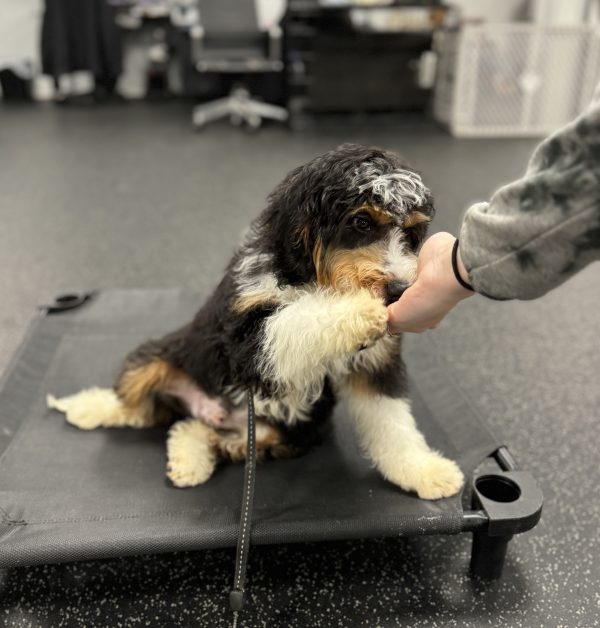 Mr. Westy the Mini-Bernedoodle (House Trained - 7 Months Old) - Image 4