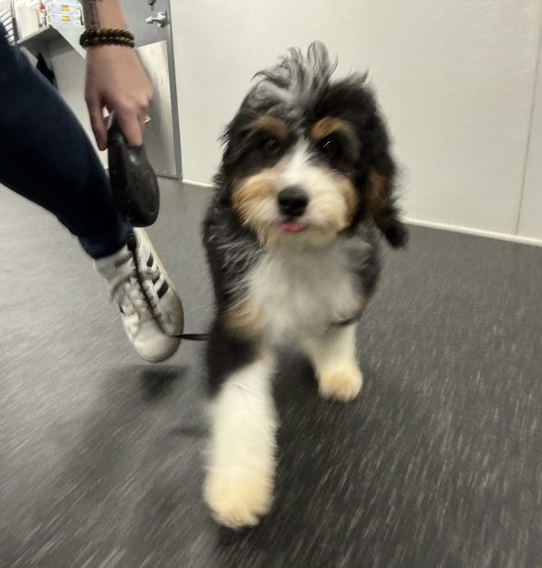 Mr. Westy the Mini-Bernedoodle (House Trained - 7 Months Old) - Image 3