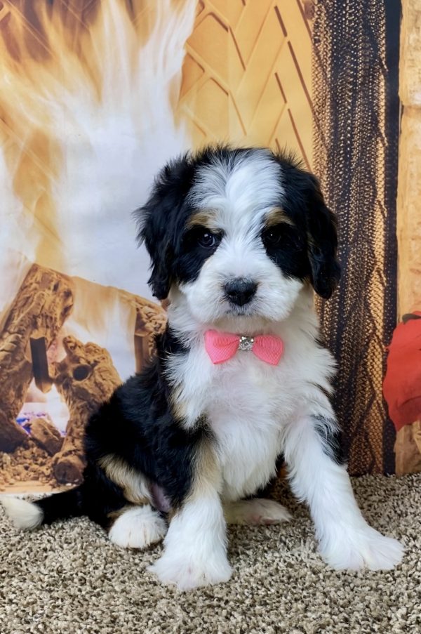 Ms. Bella the Mini-Bernedoodle