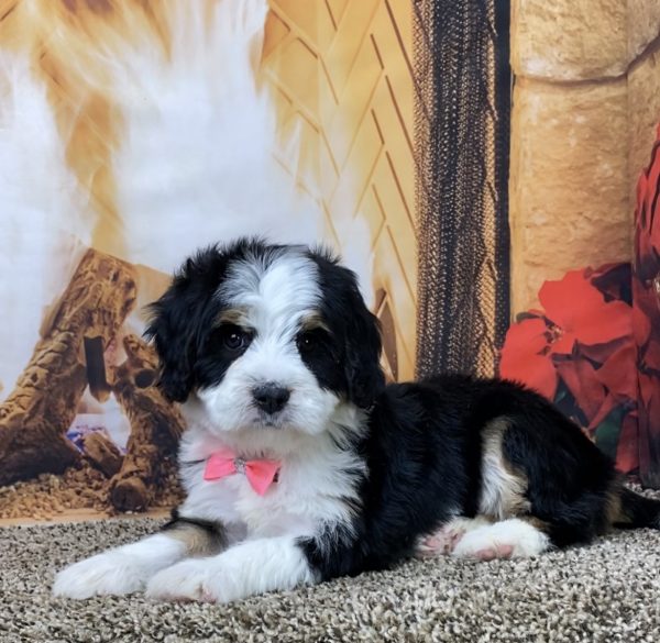 Ms. Bella the Mini-Bernedoodle - Image 2