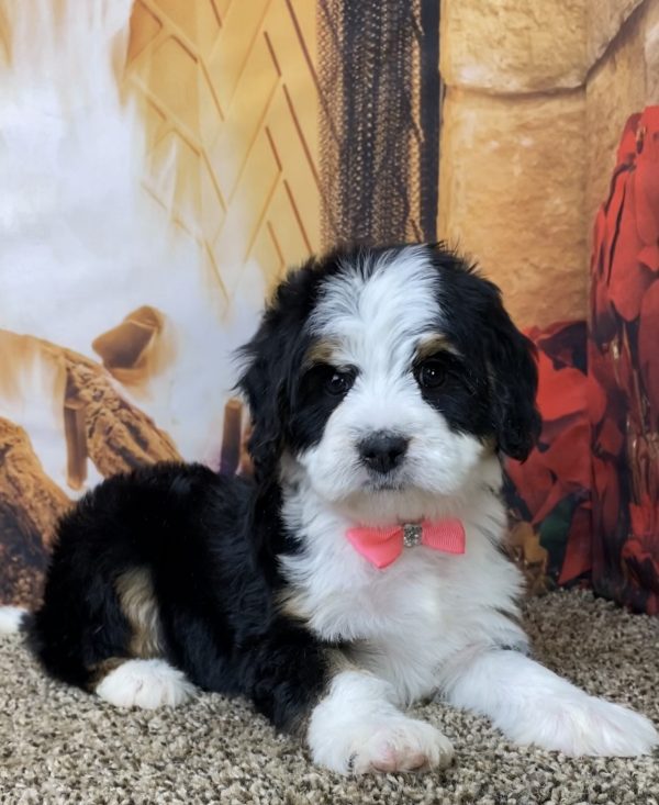 Ms. Bella the Mini-Bernedoodle - Image 3