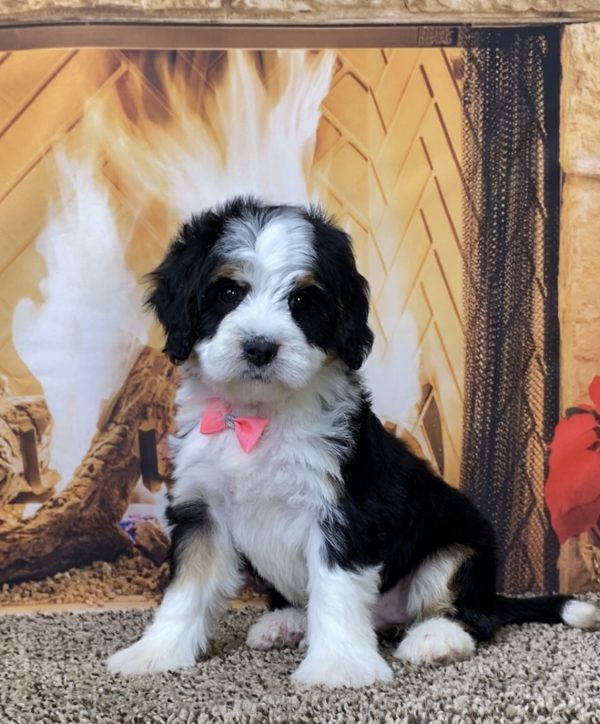 Ms. Bella the Mini-Bernedoodle - Image 6