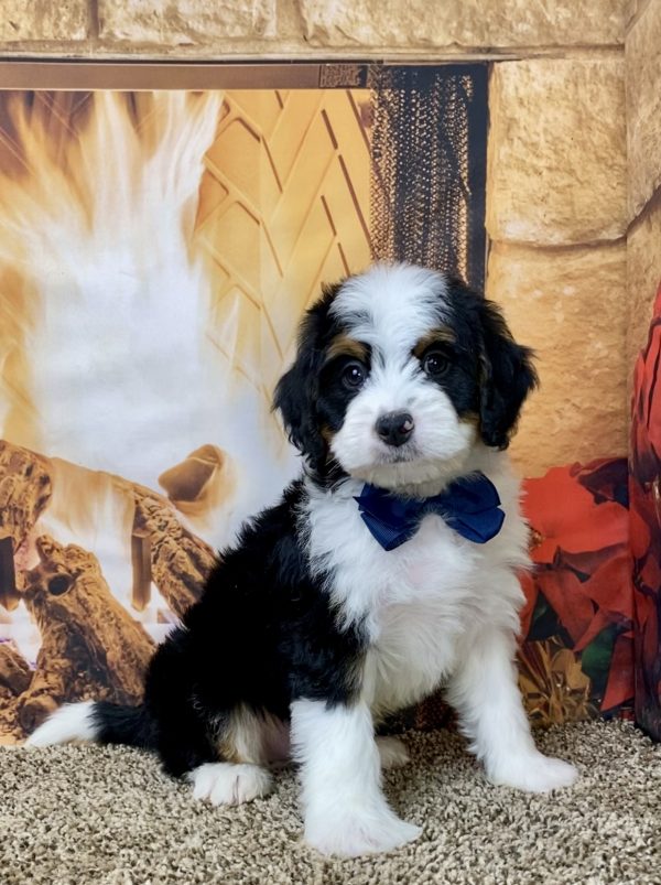 Mr. Blu the Mini-Bernedoodle