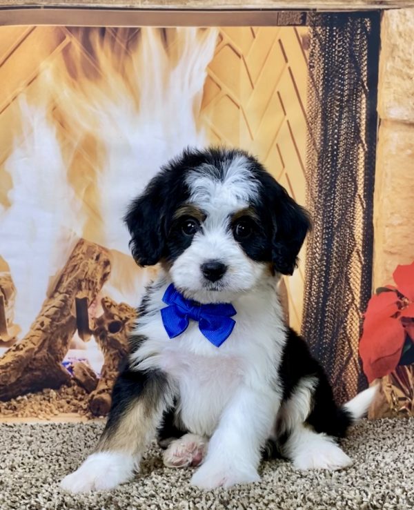 Mr. Bruno the Mini-Bernedoodle