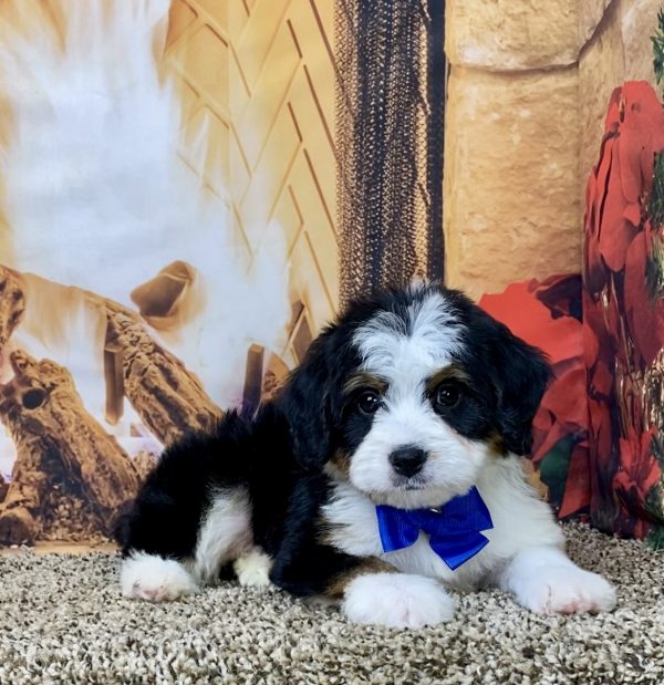 Mr. Bruno the Mini-Bernedoodle - Image 6