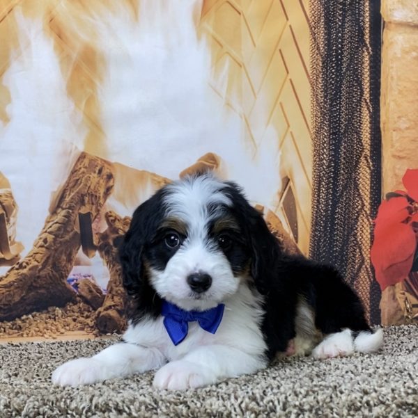 Mr. Bowie the Mini-Bernedoodle - Image 2