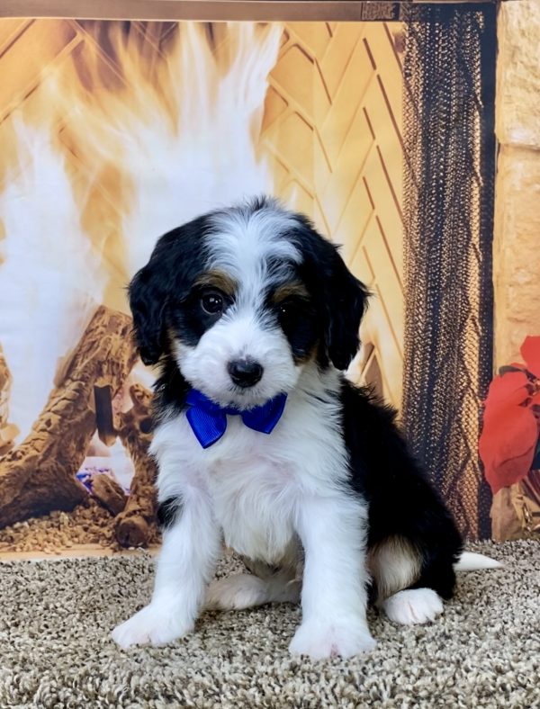 Mr. Bowie the Mini-Bernedoodle