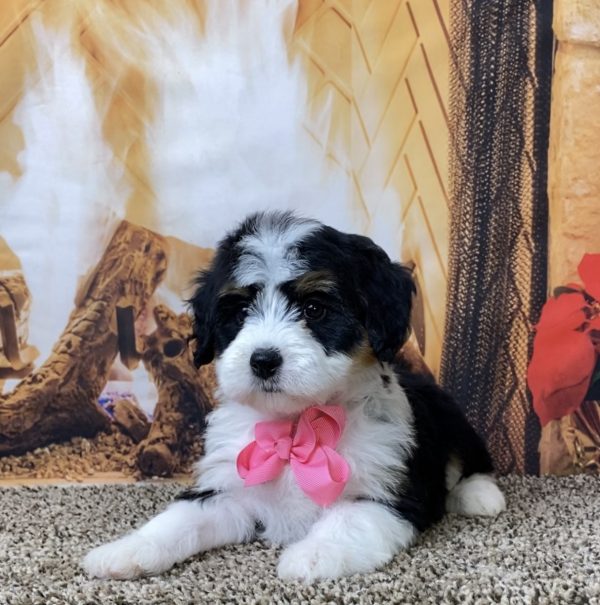 Ms. Bagel the Mini-Bernedoodle - Image 2