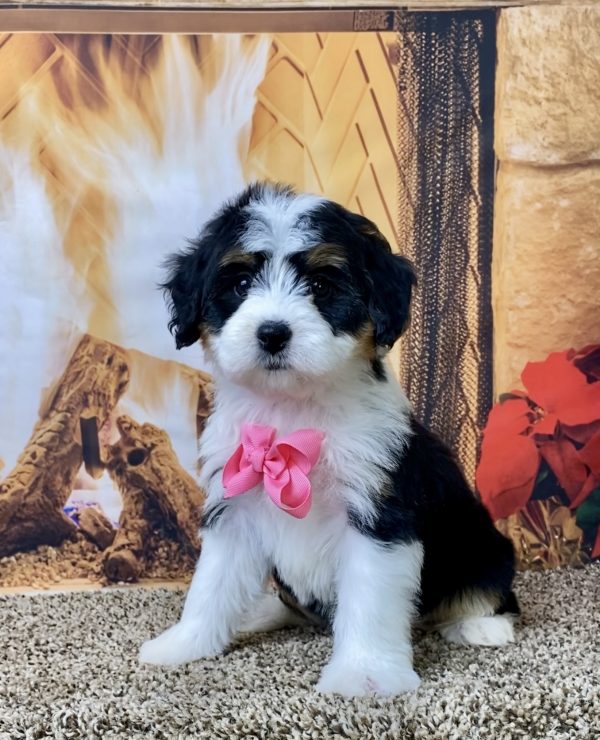 Ms. Bagel the Mini-Bernedoodle