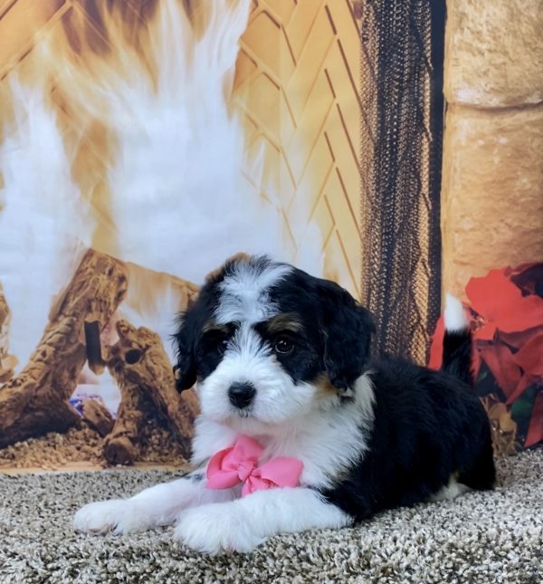 Ms. Bagel the Mini-Bernedoodle - Image 3