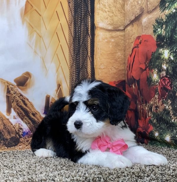 Ms. Bagel the Mini-Bernedoodle - Image 6