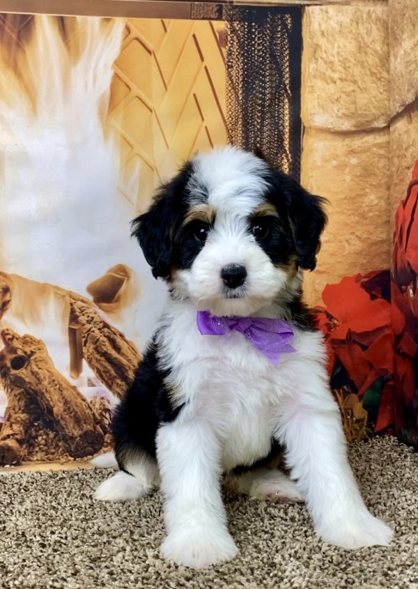 Ms. Bailey the Mini-Bernedoodle