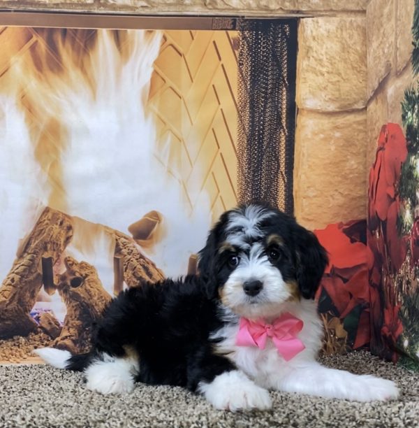 Ms. Biscuit the Mini-Bernedoodle - Image 2