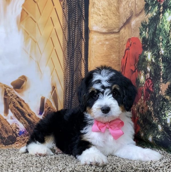 Ms. Biscuit the Mini-Bernedoodle - Image 3