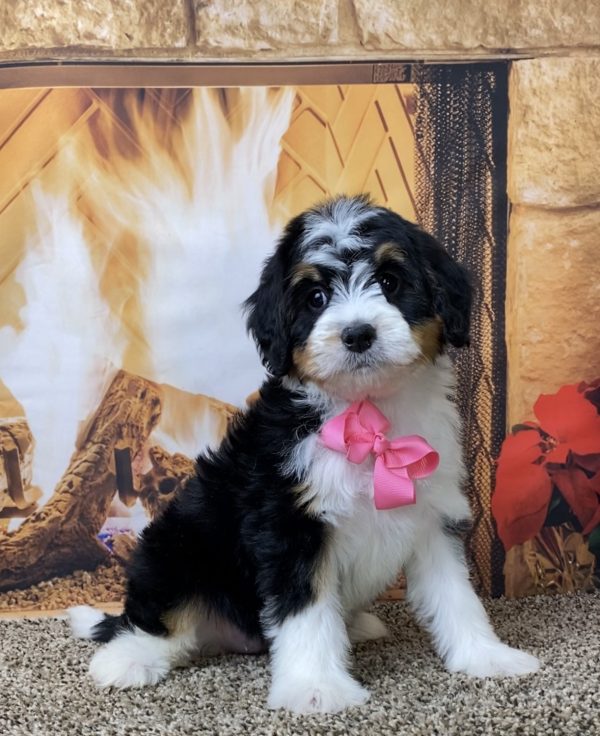 Ms. Biscuit the Mini-Bernedoodle - Image 4