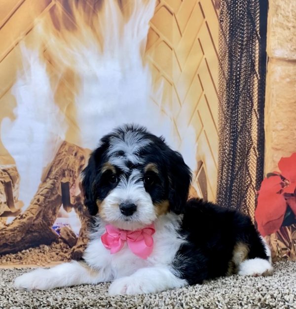 Ms. Biscuit the Mini-Bernedoodle - Image 6