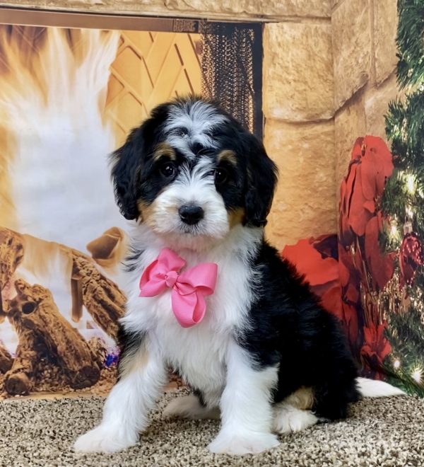 Ms. Biscuit the Mini-Bernedoodle