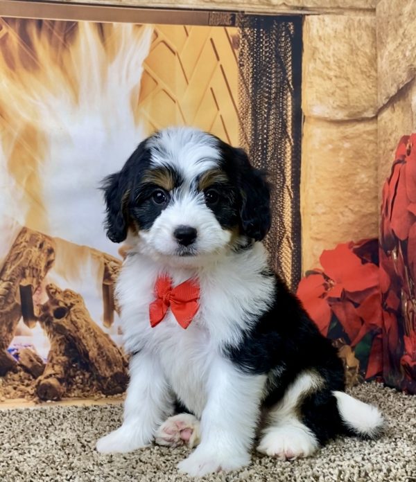 Mr. Brady the Mini-Bernedoodle - Image 5