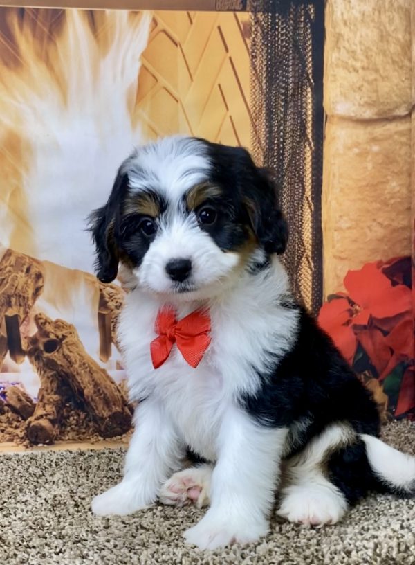 Mr. Brady the Mini-Bernedoodle