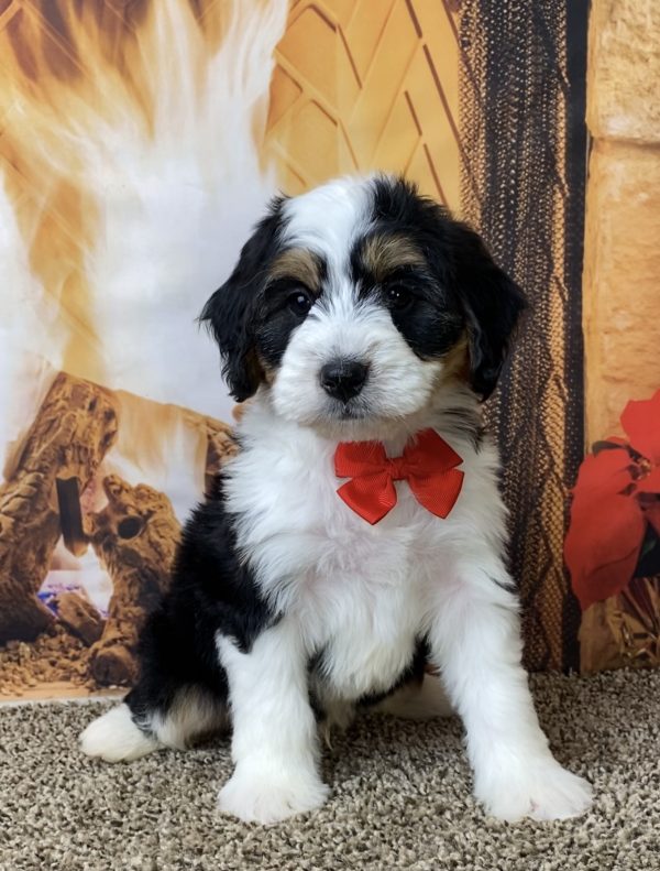 Mr. Baxter the Mini-Bernedoodle - Image 3