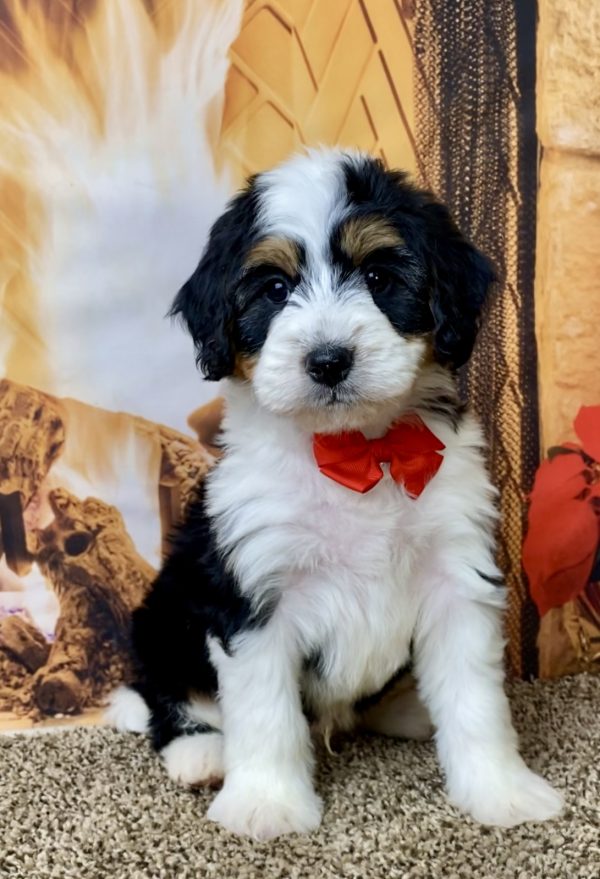 Mr. Baxter the Mini-Bernedoodle