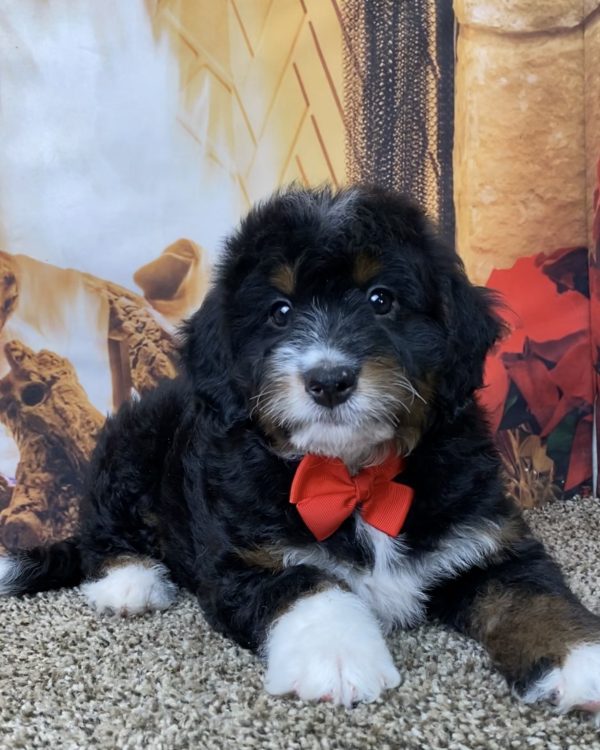 Mr. Waldo the Mini-Bernedoodle - Image 2