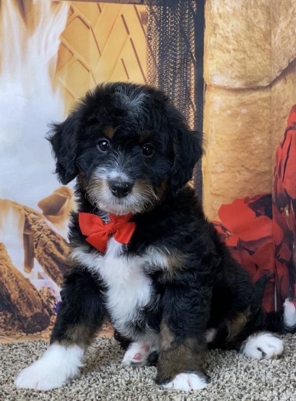 Mr. Waldo the Mini-Bernedoodle