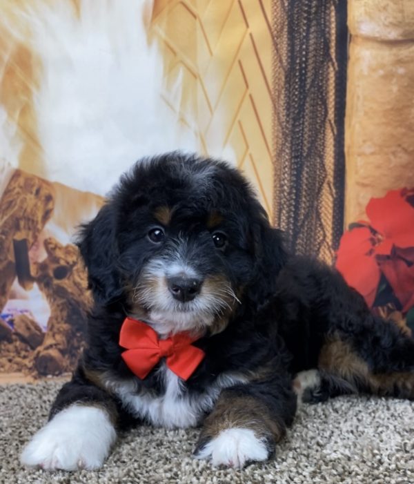 Mr. Waldo the Mini-Bernedoodle - Image 3