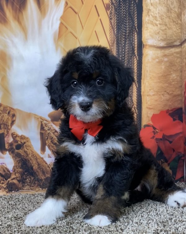 Mr. Waldo the Mini-Bernedoodle - Image 4