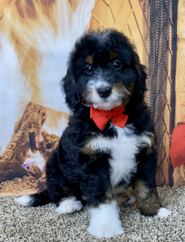 Mr. Waldo the Mini-Bernedoodle - Image 5