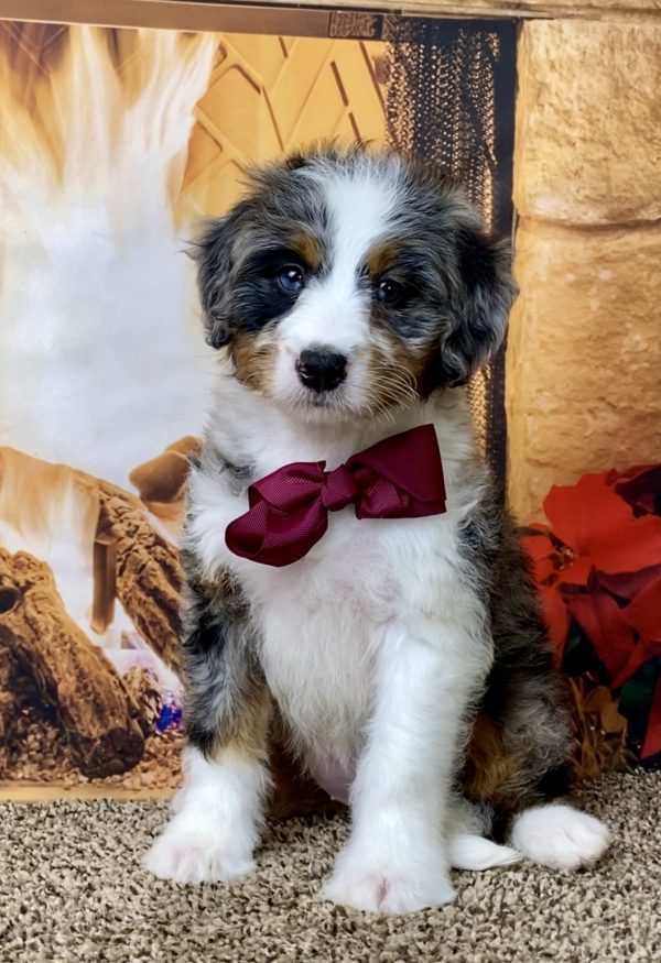 Ms. Waffles the Mini-Bernedoodle