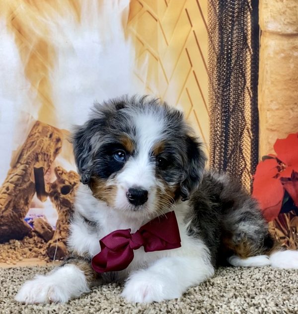 Ms. Waffles the Mini-Bernedoodle - Image 2