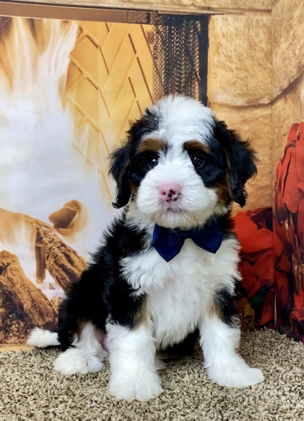 Mr. Augie the Mini-Bernedoodle