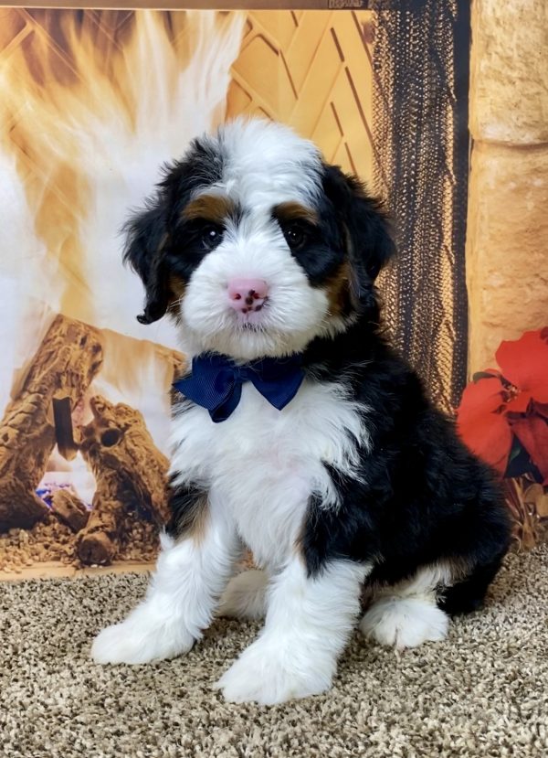 Mr. Augie the Mini-Bernedoodle - Image 2