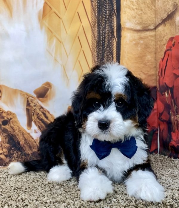 Mr. Aero the Mini-Bernedoodle - Image 2