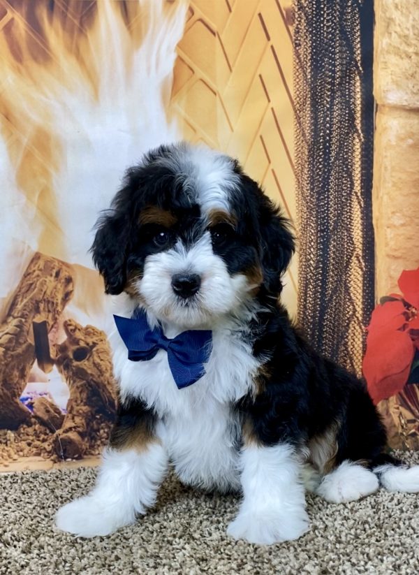 Mr. Aero the Mini-Bernedoodle