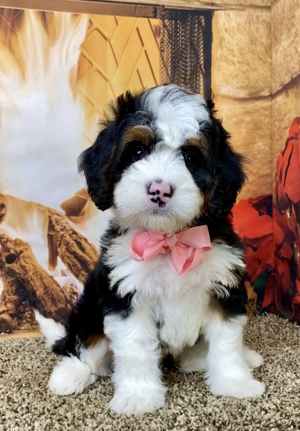 Ms. Abby the Mini-Bernedoodle - Image 2