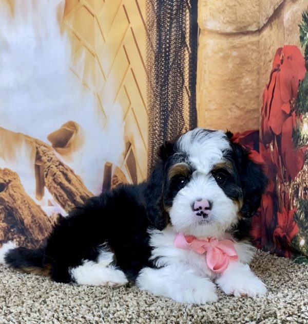 Ms. Abby the Mini-Bernedoodle - Image 3